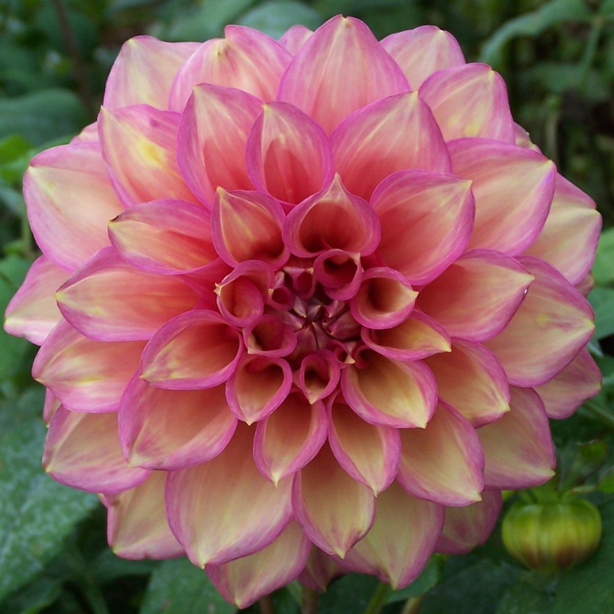 Dahlia- Juliette (Tuber)
